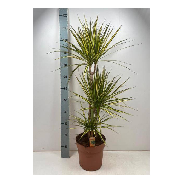 <h4>Dracaena marginata Sunray 24Ø 110cm 3pp</h4>
