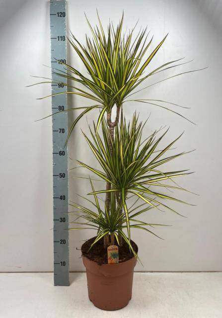 Dracaena marginata Sunray 24Ø 110cm 3pp