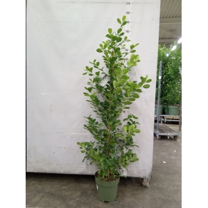 Ficus microcarpa 'Moclame'