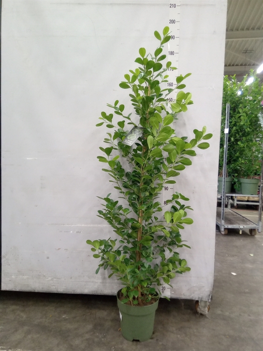 <h4>Ficus microcarpa 'Moclame'</h4>