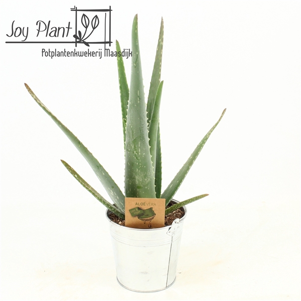 <h4>Aloe Vera P12 in zink pot</h4>