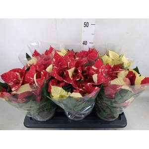 Euphorbia pulc. 'Superba New Glitt'