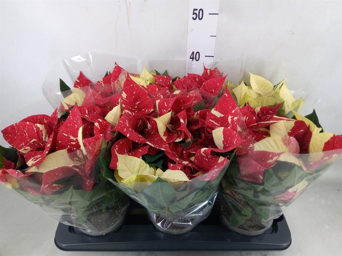 <h4>Euphorbia pulc. 'Superba New Glitt'</h4>