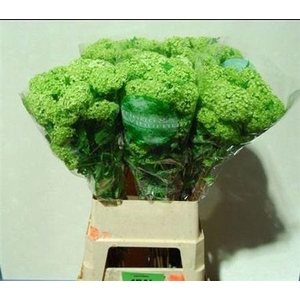 Viburnum Roseum St 90cm 4+