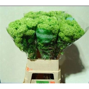 Viburnum Roseum St 90cm 4+