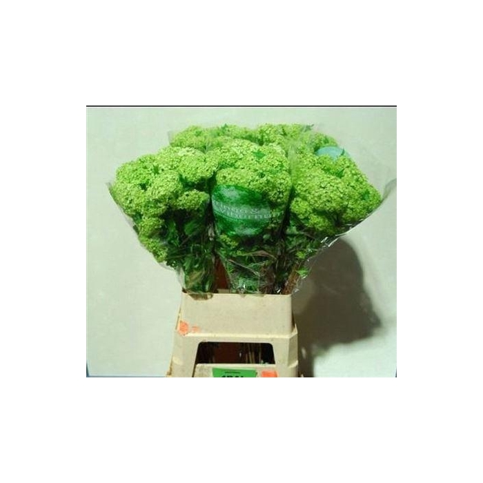 <h4>Viburnum Roseum St 90cm 4+</h4>