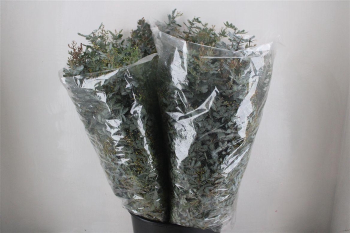 <h4>Mimosa Baleana P Bunch</h4>