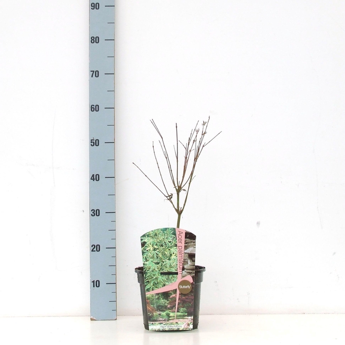 <h4>Acer palmatum 'Butterfly' P19</h4>