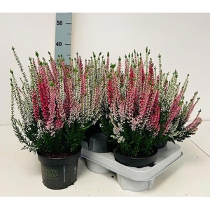 CALLU BL S TRI HA GP