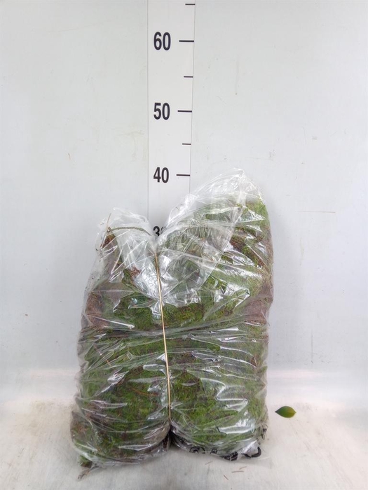 <h4>Mossen   ...H%</h4>