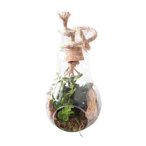 <h4>812 Terrarium +Kurk+touw mini Succulentmix</h4>