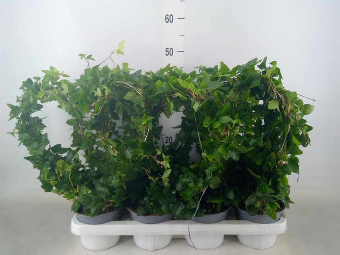 <h4>Hedera helix</h4>