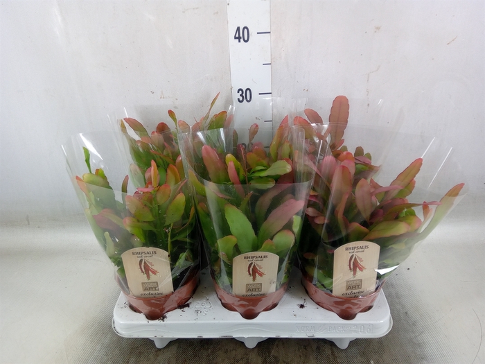 <h4>Rhipsalis   ...</h4>