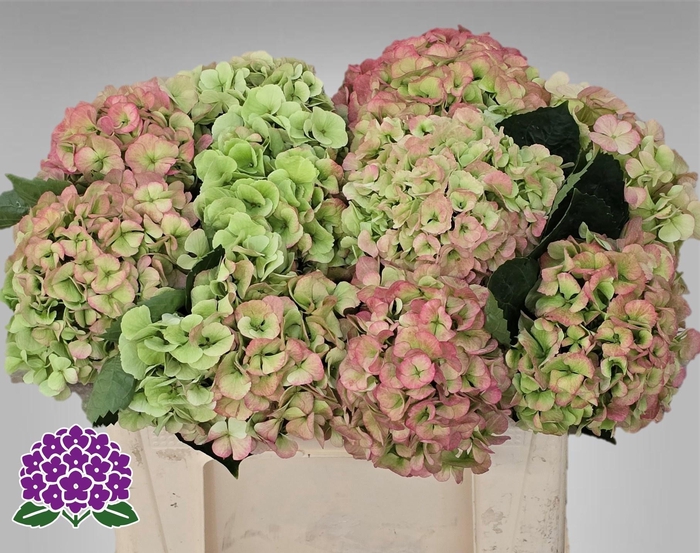 <h4>HYDR M MY MATCHA CL</h4>