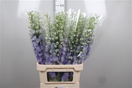<h4>Delph Du Lavender Love</h4>