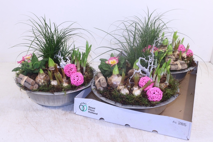 <h4>ARR TUINPLANTEN</h4>