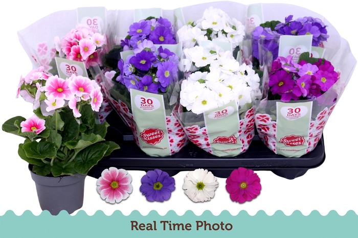 <h4>PRIM OB TM GEM</h4>