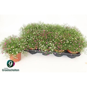 GYPS MURALIS GEM POT