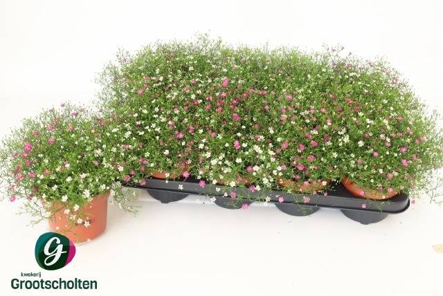 <h4>GYPS MURALIS GEM POT</h4>