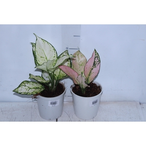 AGLAONEMA VARIADA P12