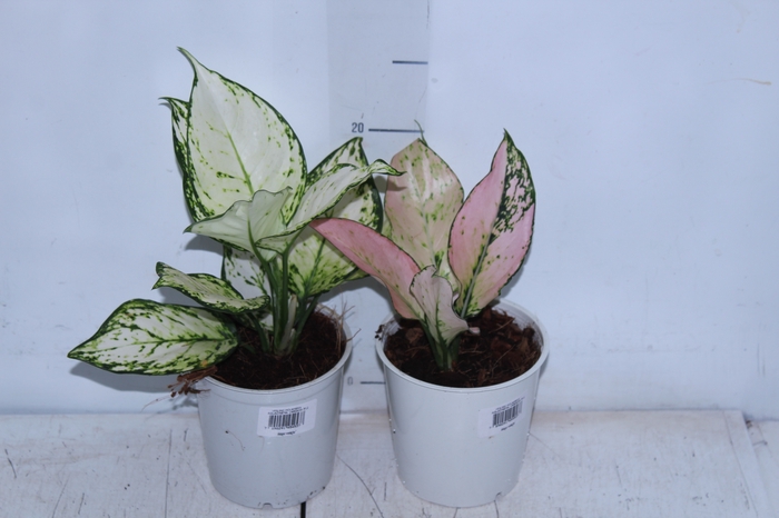 <h4>AGLAONEMA VARIADA P12</h4>