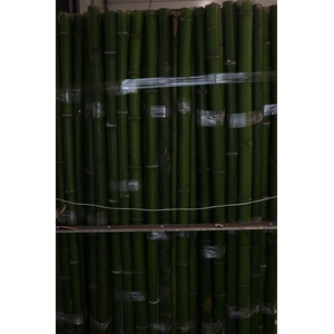 Bamboo 60/70 2 M Phyllostachys