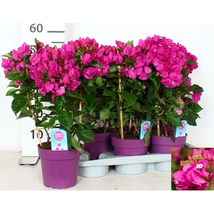 BOUGAINV VERA D P IM