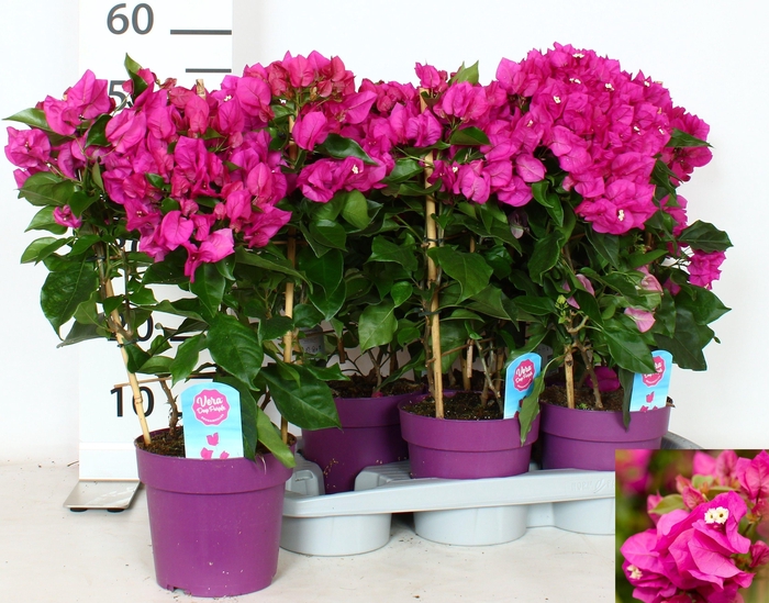 <h4>BOUGAINV VERA D P IM</h4>
