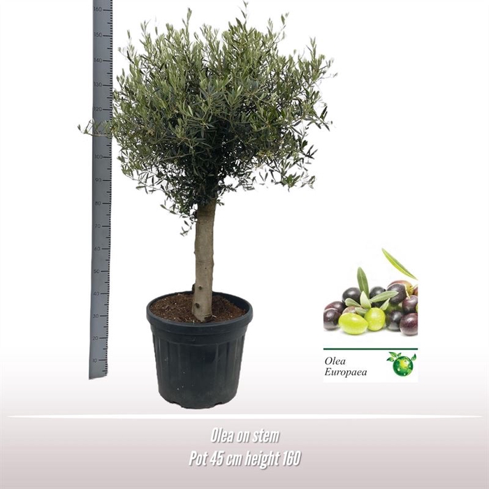 <h4>Olea op stam 20-30 *008*-SH</h4>