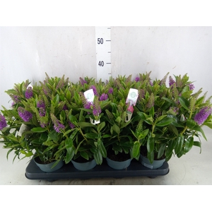 Hebe  'Hebedonna Emma'