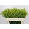 Solidago Tara Gold