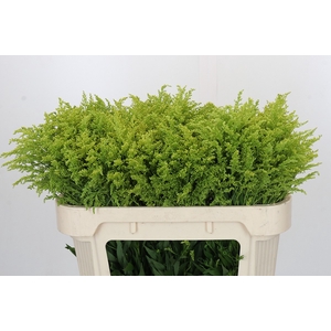 Solidago Tara Gold