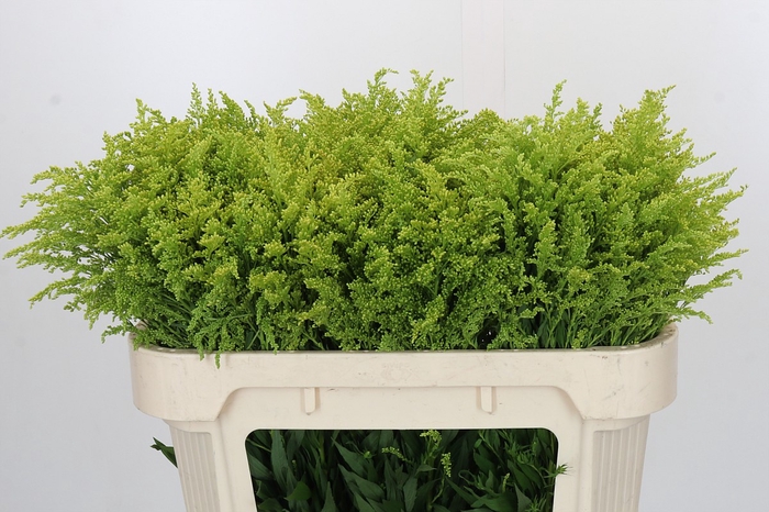 <h4>Solidago Tara Gold</h4>