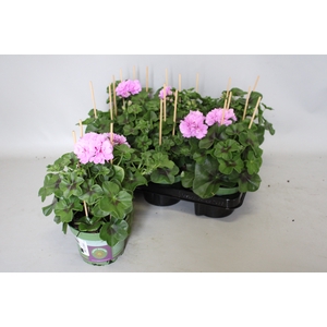 Pelargonium peltatum Teske (Lila)
