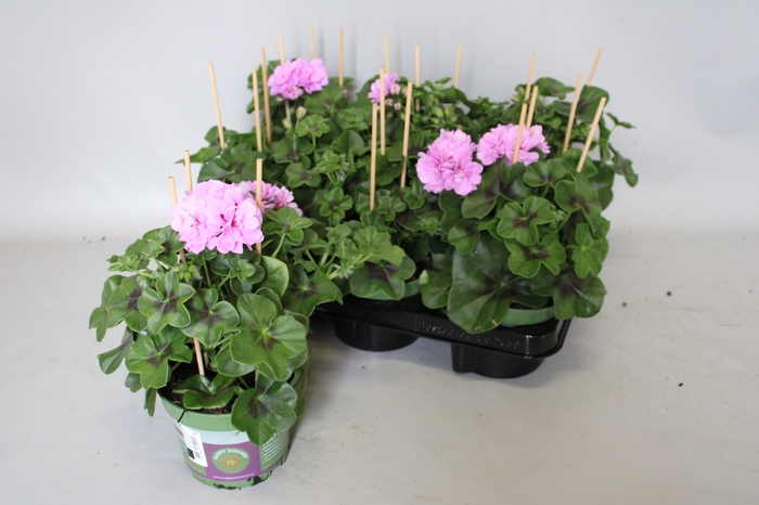 <h4>Pelargonium peltatum Teske (Lila)</h4>