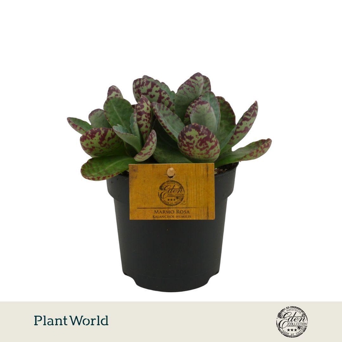 <h4>Kalanchoe Humilis 12cm</h4>