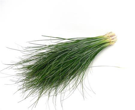 <h4>Xerophyllum tenax Beargrass per bos</h4>