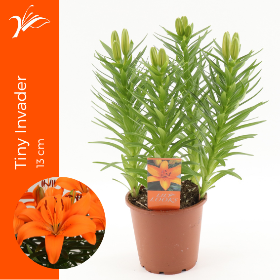 <h4>Lilium Tiny Invader 13 cm (az. lelie)</h4>