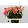 Dahlia Henriette