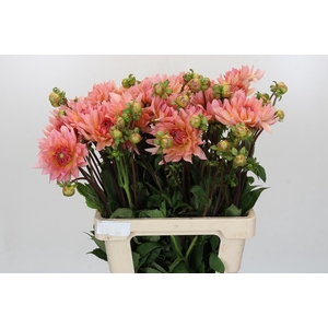 Dahlia Henriette