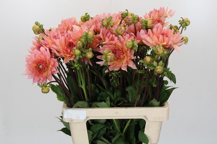 Dahlia Henriette