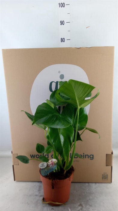 <h4>Monstera delic.</h4>