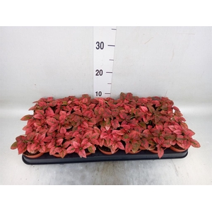 Hypoestes phyllo. 'Confetti C Red'