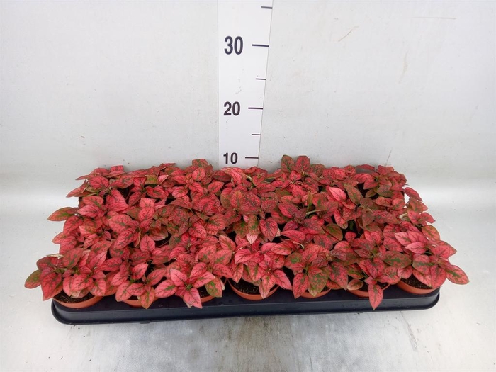 <h4>Hypoestes phyllo. 'Confetti C Red'</h4>