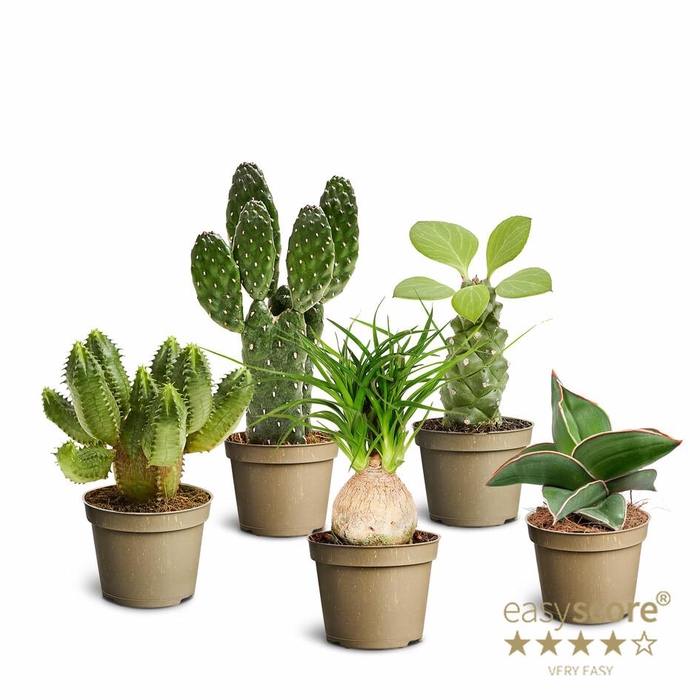 <h4>MIX COLLI P6 SCULPTURE MIX</h4>