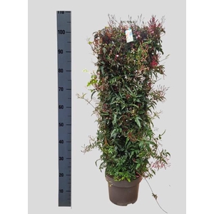 JASM POLYANTHUM RZ