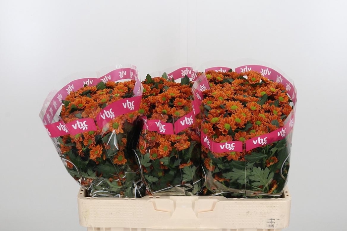 <h4>Chr San Aaa Staryu</h4>