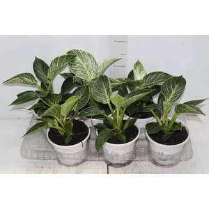 PHILODENDRON BIRKIN P15