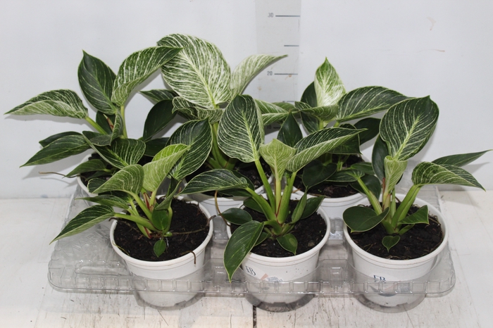 <h4>PHILODENDRON BIRKIN P15</h4>