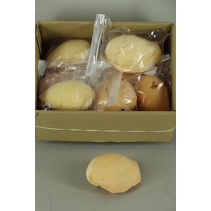 Shell Red Patram Giant ca.10cm